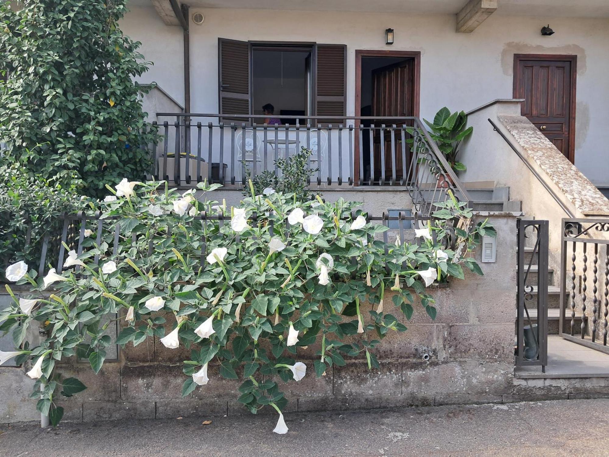 A Casa Ida Apartment Bagnoregio Exterior foto